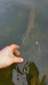 钓梭子鱼梭子鱼在湖上旋转钓鱼图片