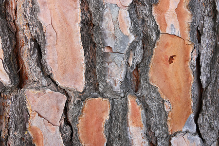 地中海松树皮背景图片