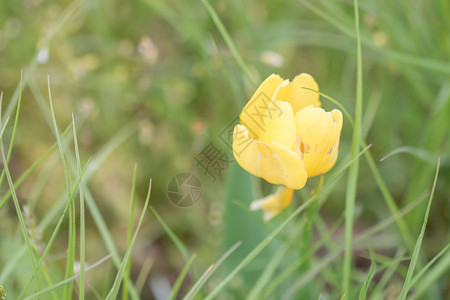 野生黄色郁金香Tulipa图片
