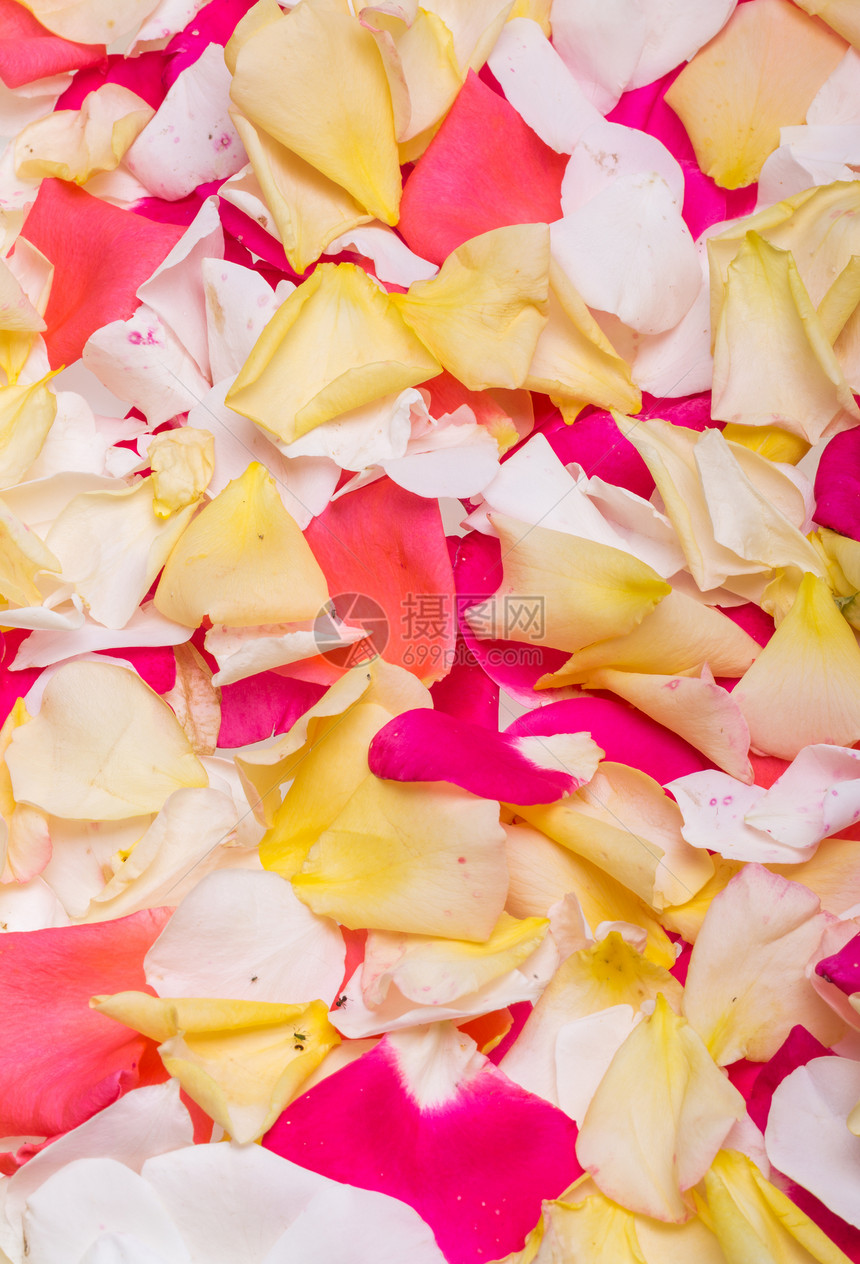 粉红色和黄色玫瑰花朵的花瓣背景图片
