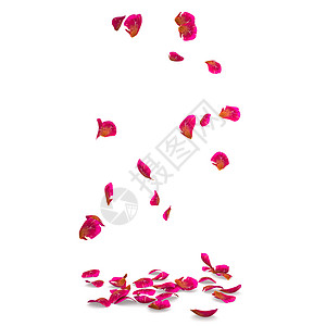 丝带玫瑰在孤立的白色背景图片