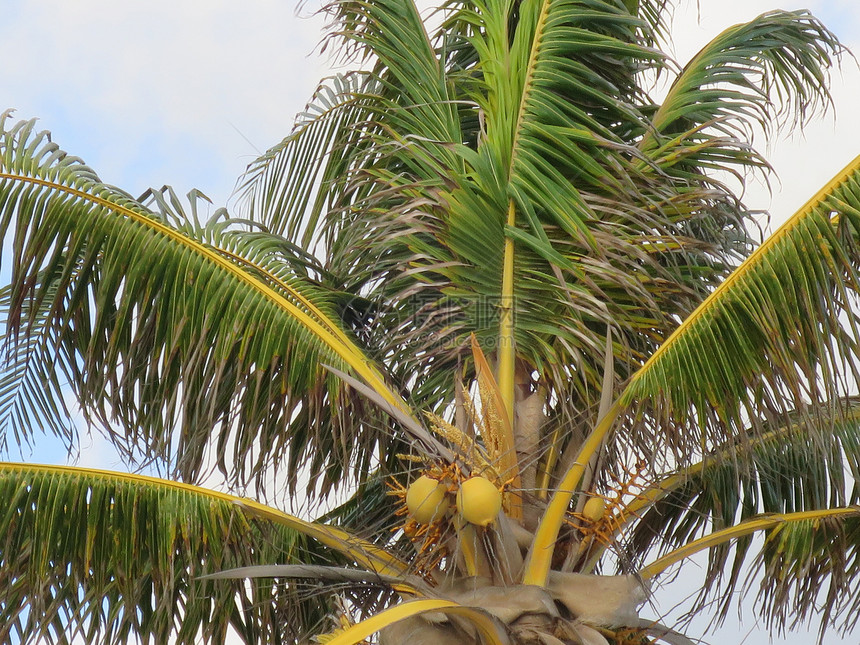 异国情调的椰子果树图片