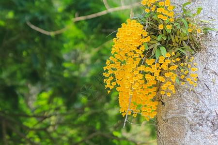 DendrobiumchrysotoxumLindl背景图片