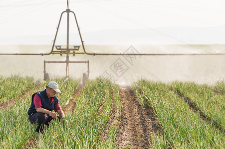 带灌溉系统的洋葱田图片