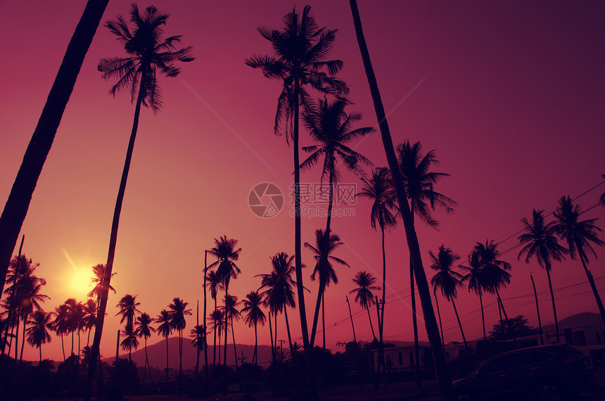热带海岸的椰子树复古色调暖色调图片