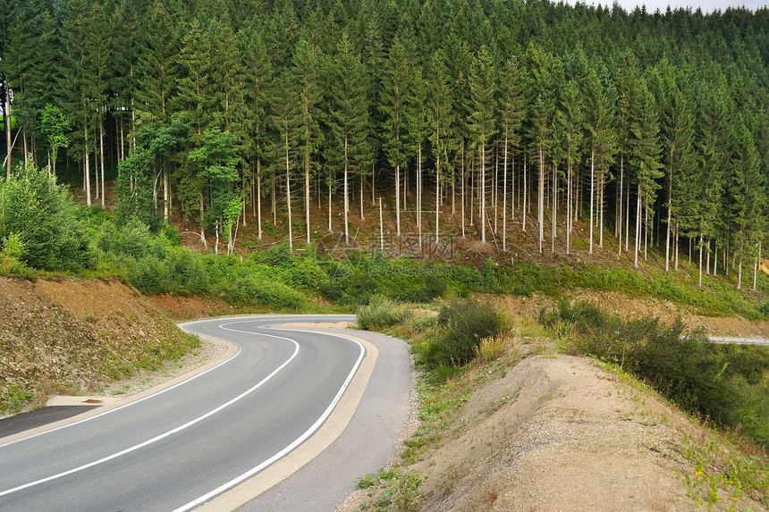 松树和蜿蜒的道路图片