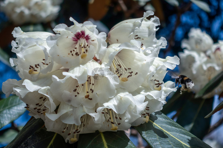 大黄蜂为白色杜鹃花授粉图片