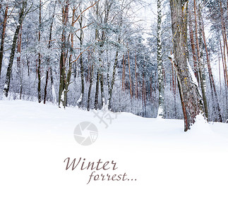 森林树木被雪覆盖的冬季景观图片