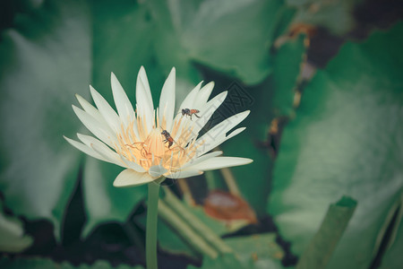 美丽的荷花与蜜蜂图片