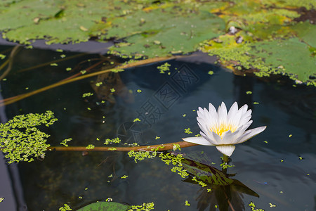 花莲朵白色花园中自图片