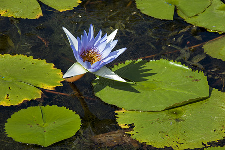池塘和Nsresrefectio上的单蓝色莲图片