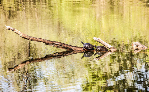 莱克伍德海龟在小湖的树枝上背景