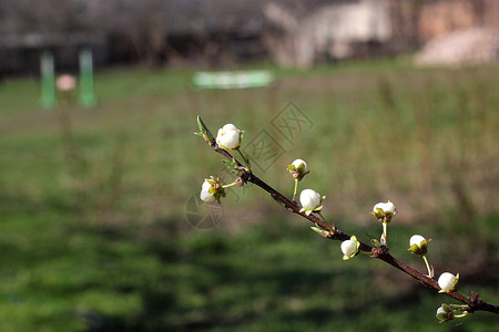 一棵苹果树的白花在春天图片