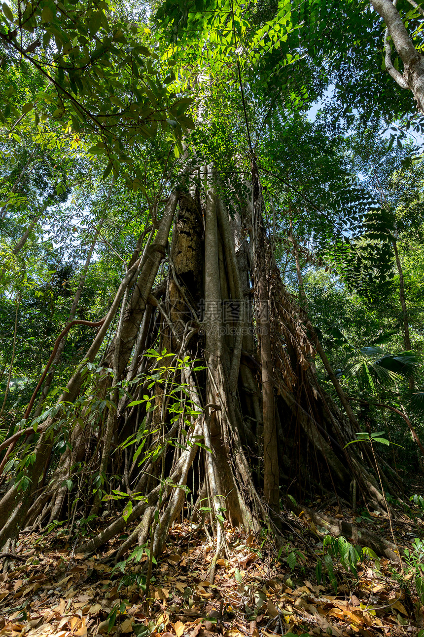 印度尼西亚北苏拉威西岛Tangkoko公园内的大树由根支撑这个公园是黑猕猴和眼镜猴的家园图片
