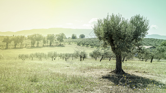 意大利南部的橄榄树图片