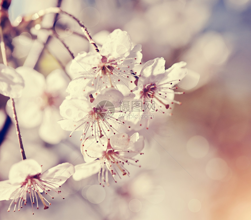春天阳光下的樱桃白花图片
