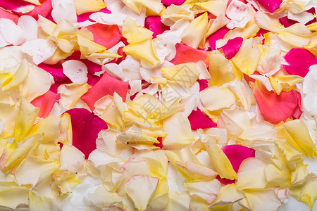 粉红色和黄色玫瑰花朵的花瓣背景图片