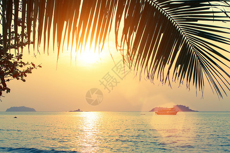 在惊人的日落时棕榈图片