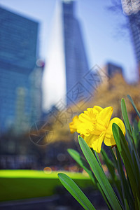 美国纽约曼哈顿市中城布赖恩特公园的黄色自恋者图片
