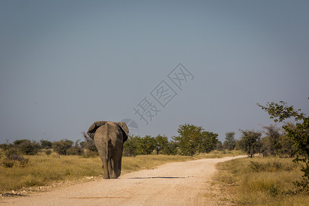 非洲纳米比亚埃托沙公园的一头大图片