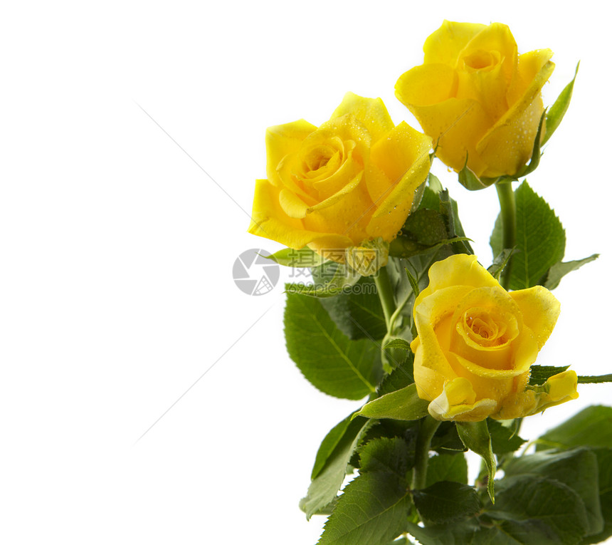 孤立在白色背景上的黄玫瑰花束图片