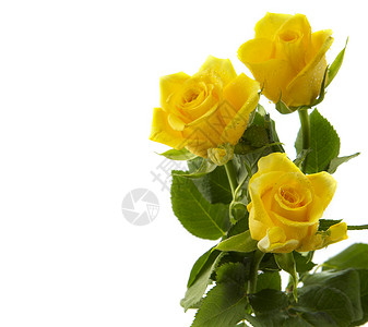 孤立在白色背景上的黄玫瑰花束背景图片