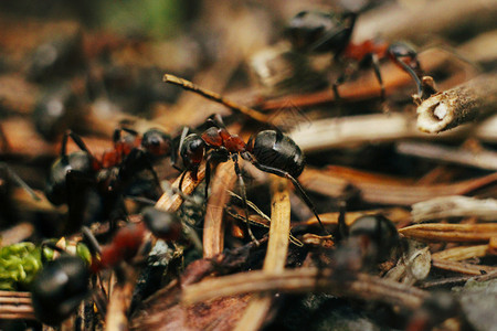 一群棕色蚂蚁在山中的树林里努力筑巢图片