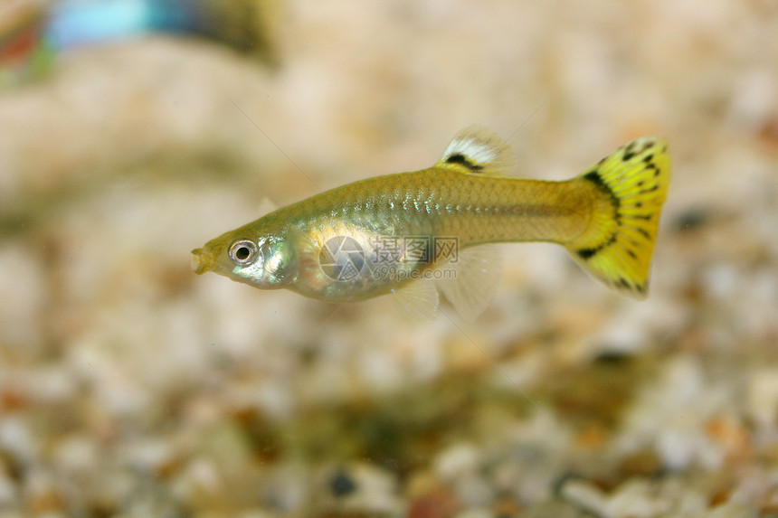 雌孔雀鱼Poeciliareticulata图片