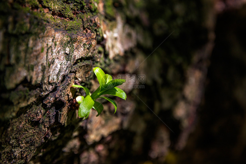 一棵绿色植物在树干上发芽光图片