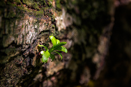 一棵绿色植物在树干上发芽光图片