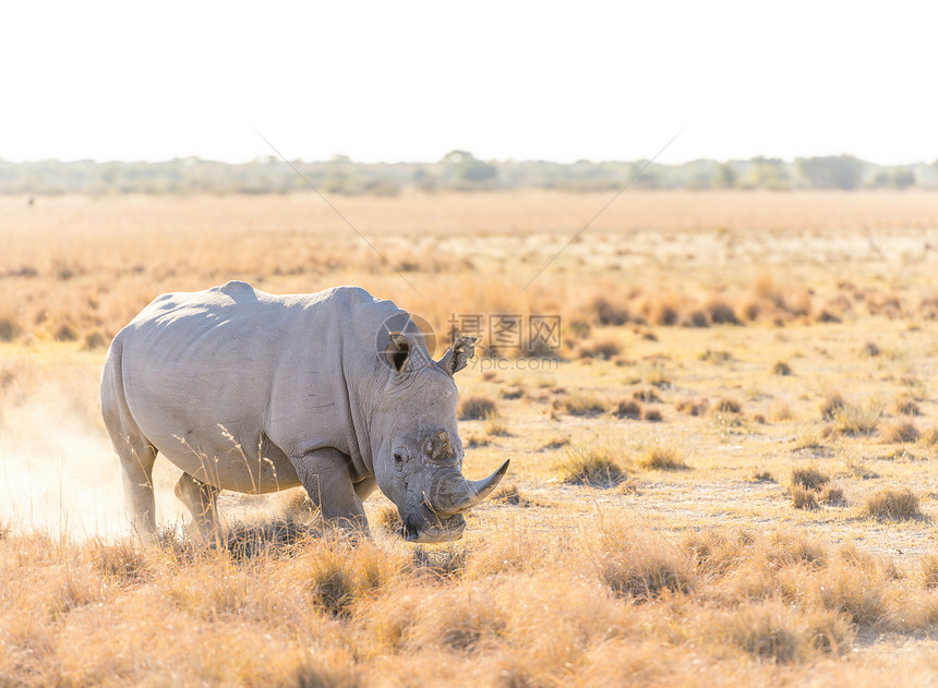 白犀牛或Rhinoceros在博茨瓦纳狩猎期间标图片