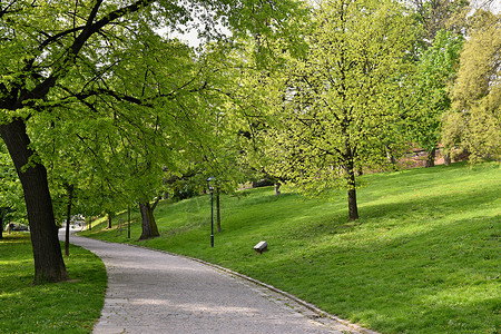 美丽的绿色春天公园旅途自然图片