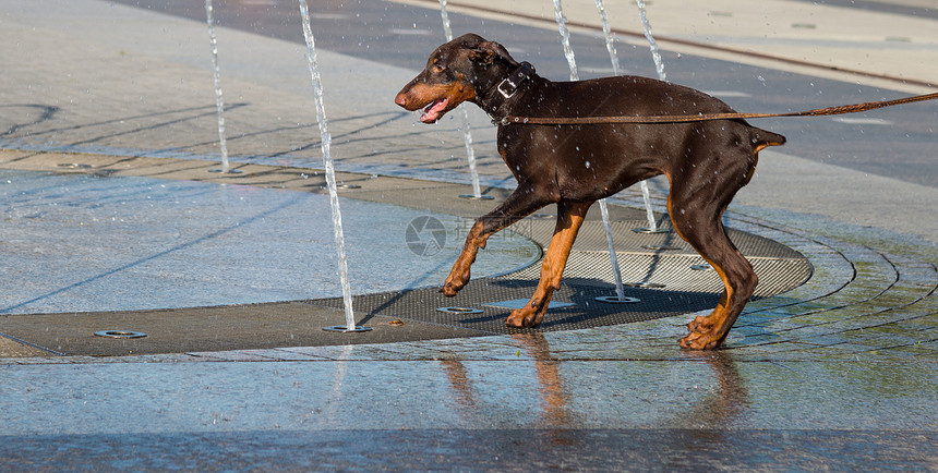 在炎热的夏日里狗从喷泉里喝水图片