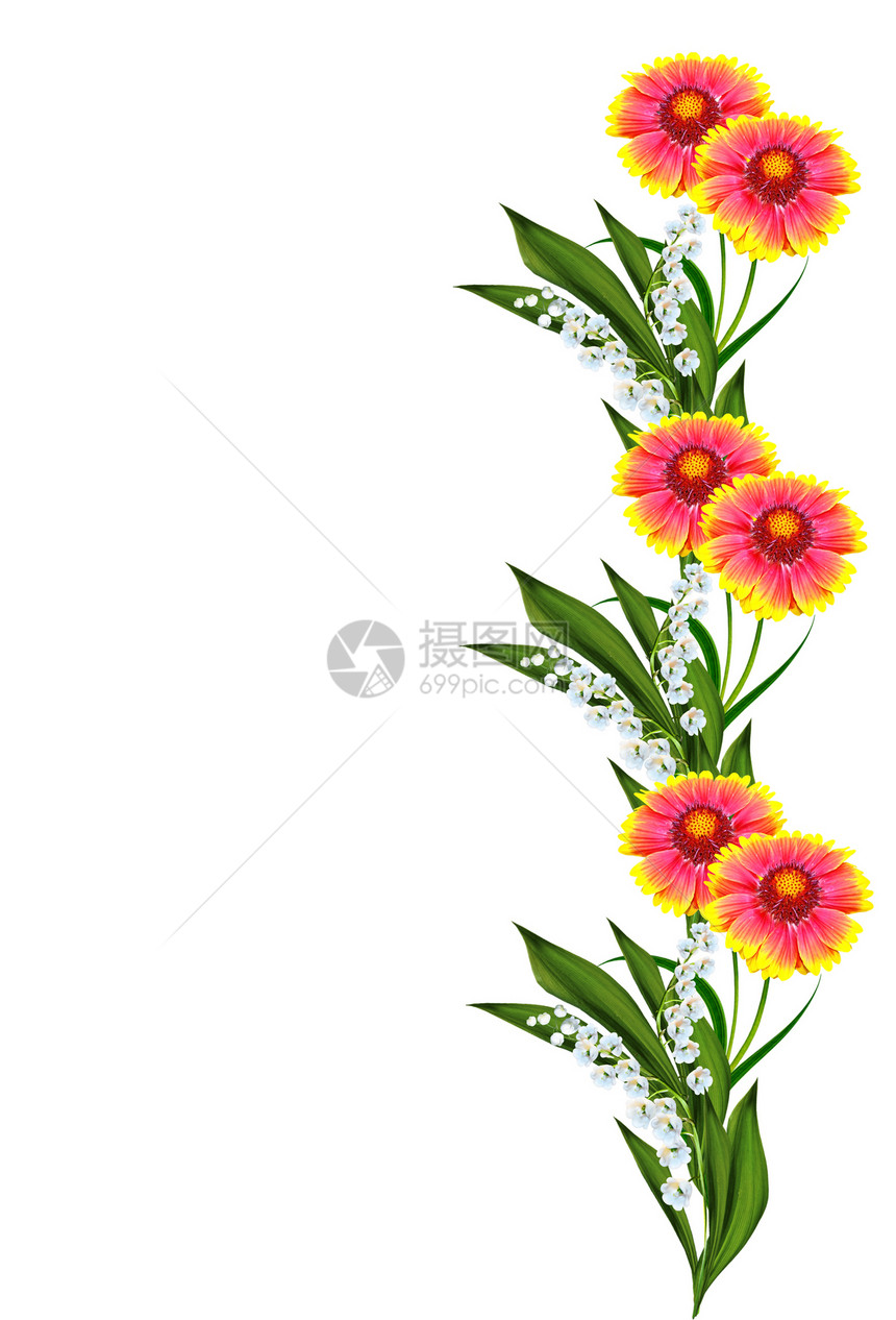 Gaillardia的花束朵白色背景所分图片