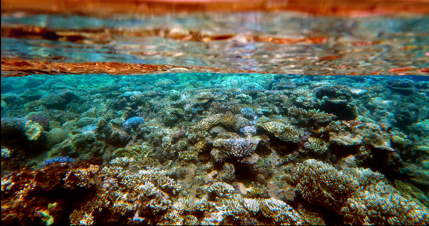 昆士兰澳大利亚大堡礁的海底洋生物图片