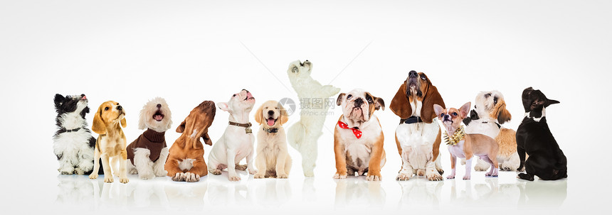 一大群好奇的狗和小狗抬头看着白图片