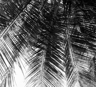 椰子树叶黑白风格图片