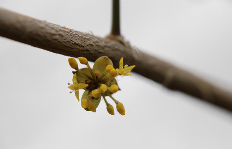 在春天开花的柯尼莲樱桃Cornus图片