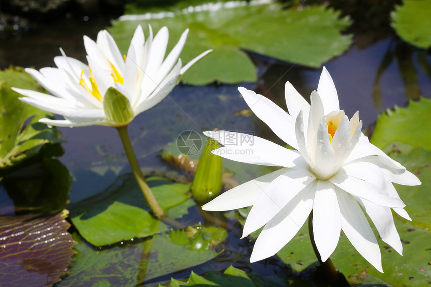 池塘中的白百丽花图片