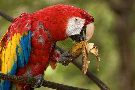 老红金刚鹦鹉坐在树枝上吃香蕉图片