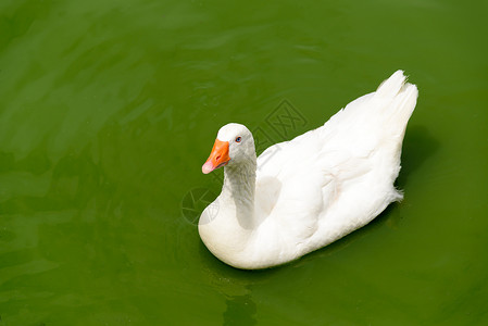 白鸭在游泳池里游泳图片