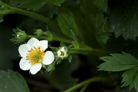美丽的白色开花草莓园图片