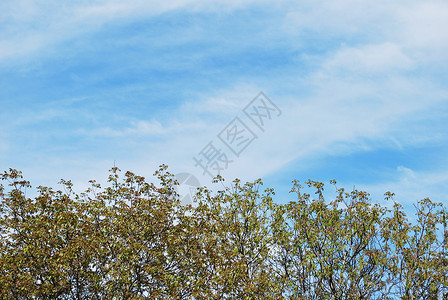 春天核桃树枝对着早晨的天空图片