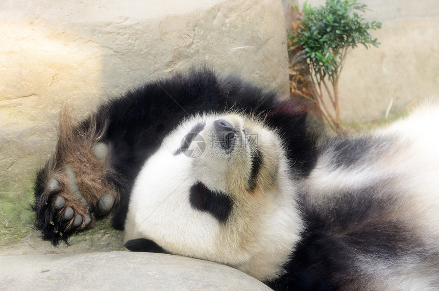 睡觉的熊猫特写图片