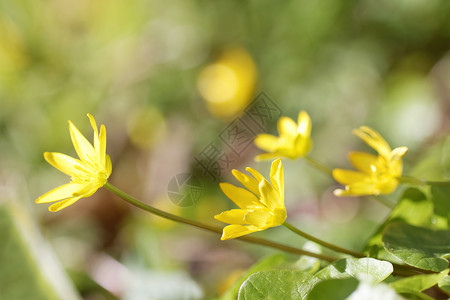 黄色小白屈菜花图片