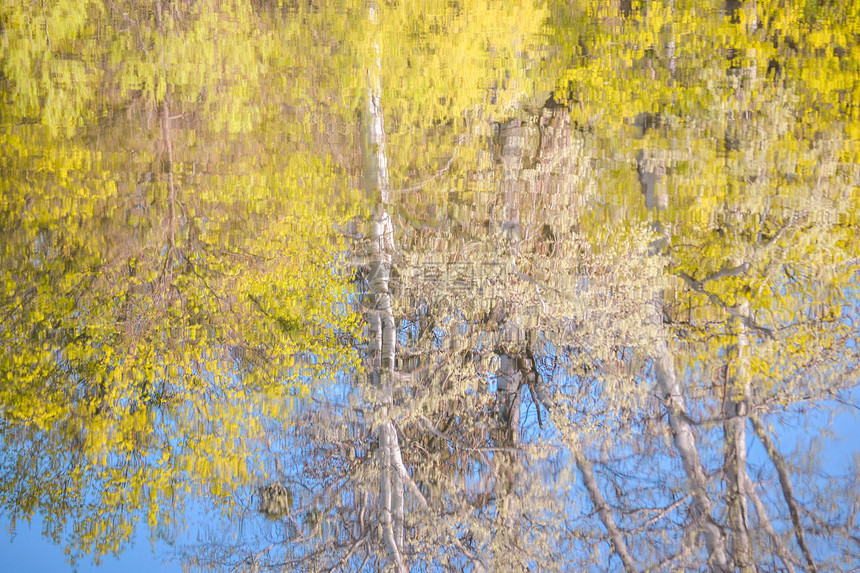 春天水中树木倒影图片