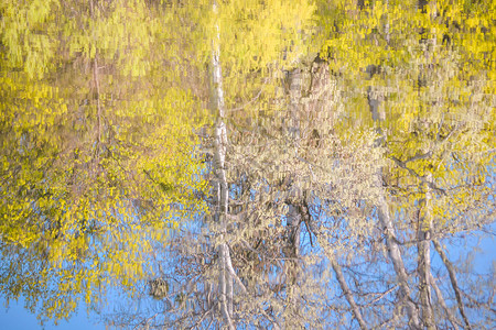 春天水中树木倒影背景图片
