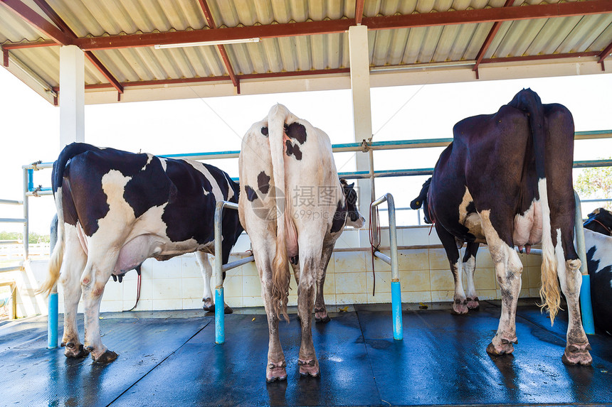 农场里的奶牛准备挤奶挤奶设施图片