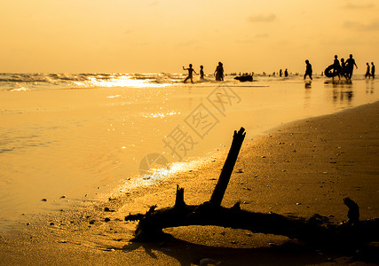 日落海滩上干树的剪影图片