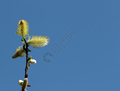 在蓝天的开花的柳枝图片